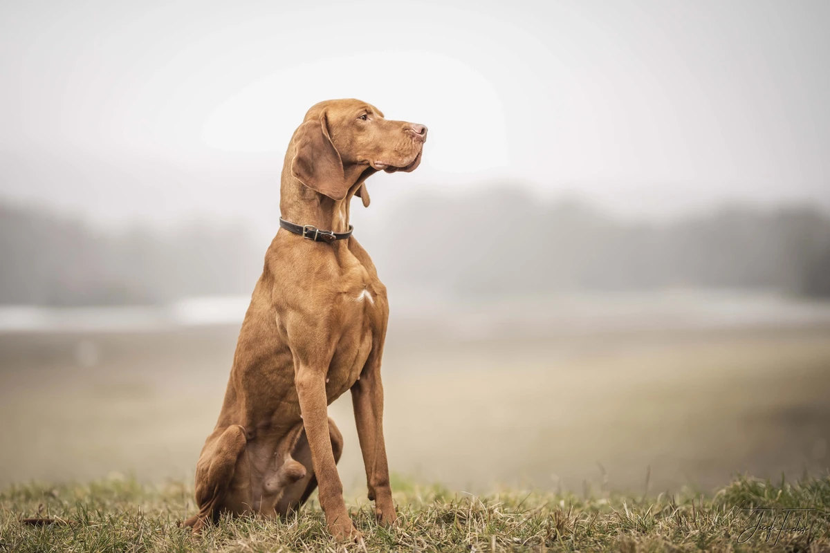 Kurzhaariger Ungarischer Vorstehhund (Vizsla)