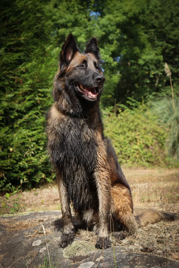 Belgischer Schäferhund