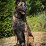 Belgischer Schäferhund