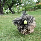 Puli
