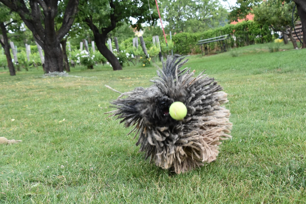 Puli