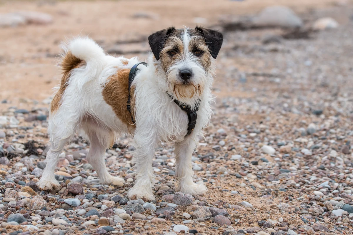 Jack Russell Terrier