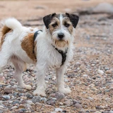 Jack Russell Terrier