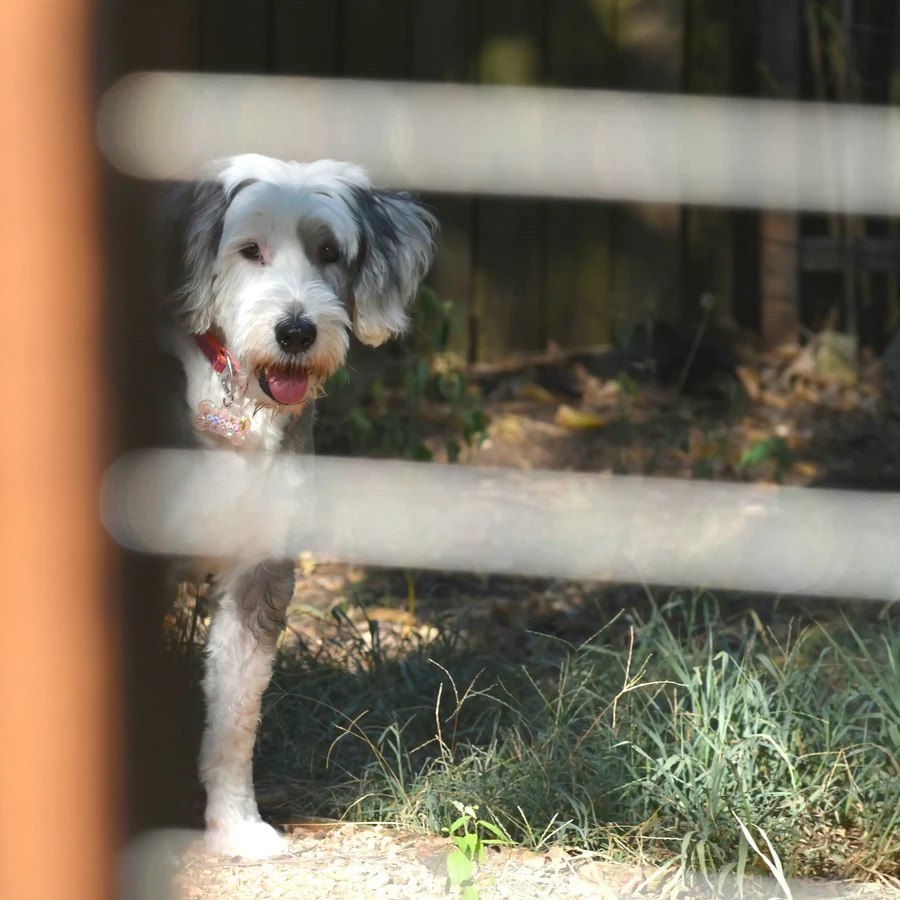 Old English Sheepdog