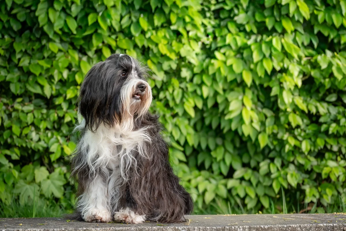 Tibetan Terrier