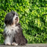 Tibetan Terrier