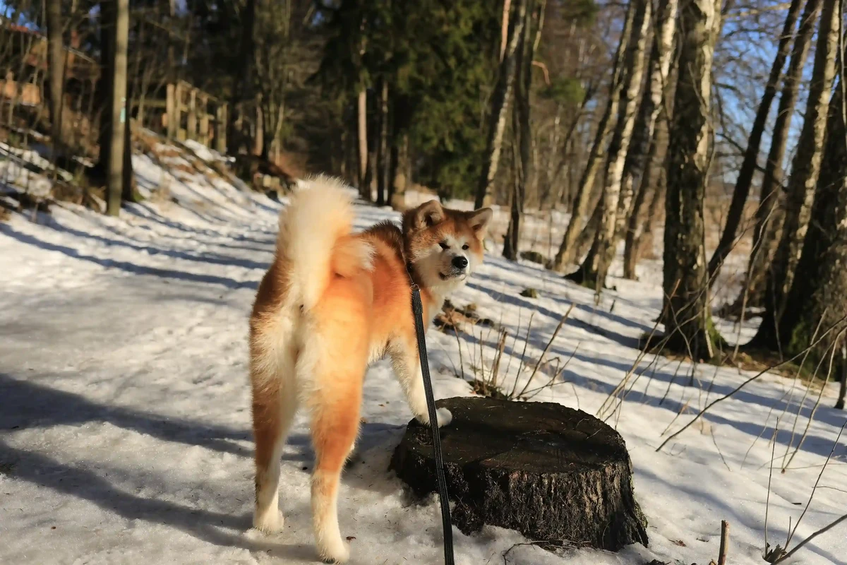Akita