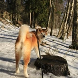 Akita