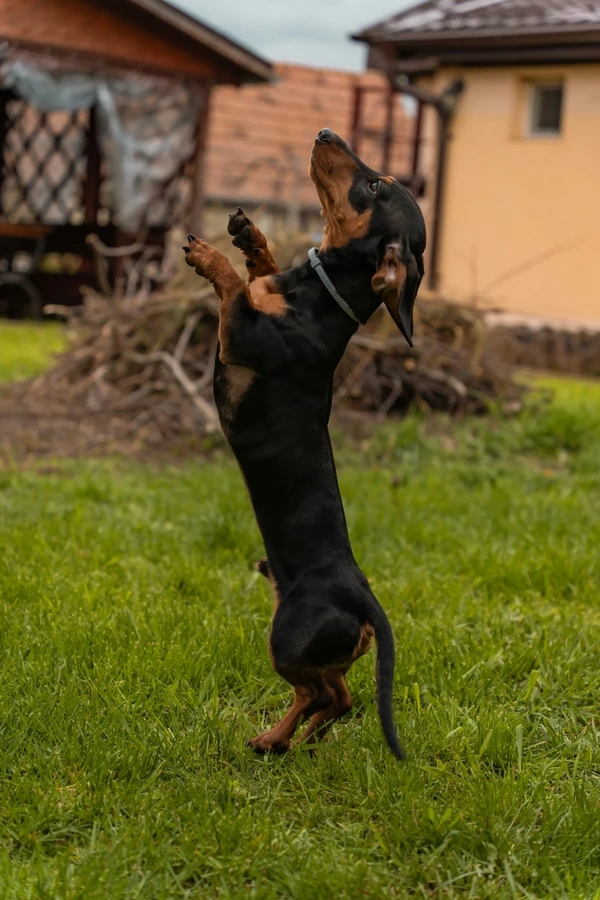 Dachshund