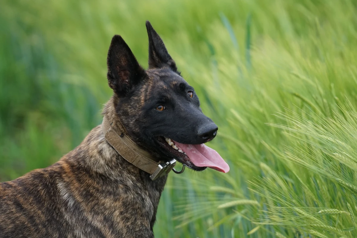 Dutch Shepherd Dog