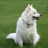 Perro esquimal americano