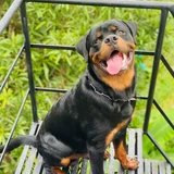 Rottweiler