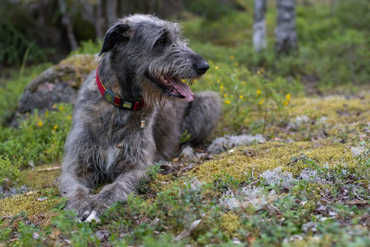 Irish Wolfhound