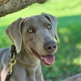 Weimaraner