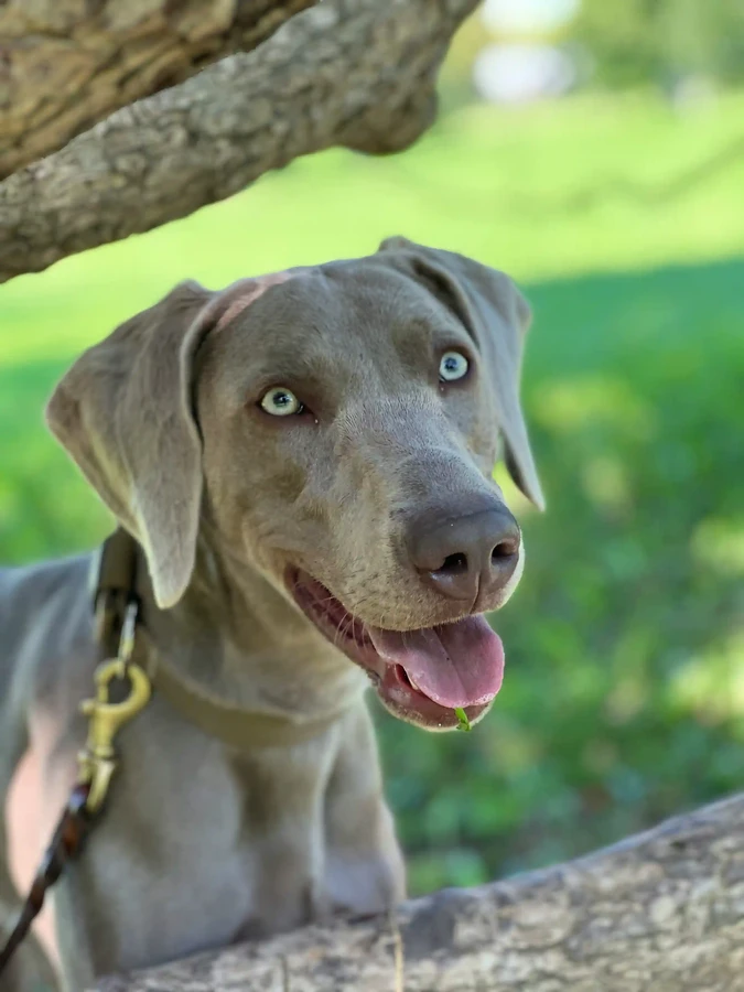Weimaraner