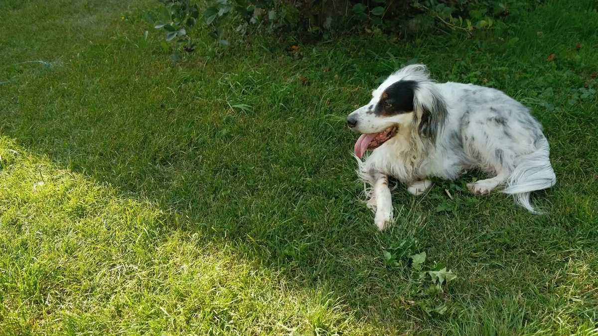 English Setter