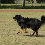 Hovawart