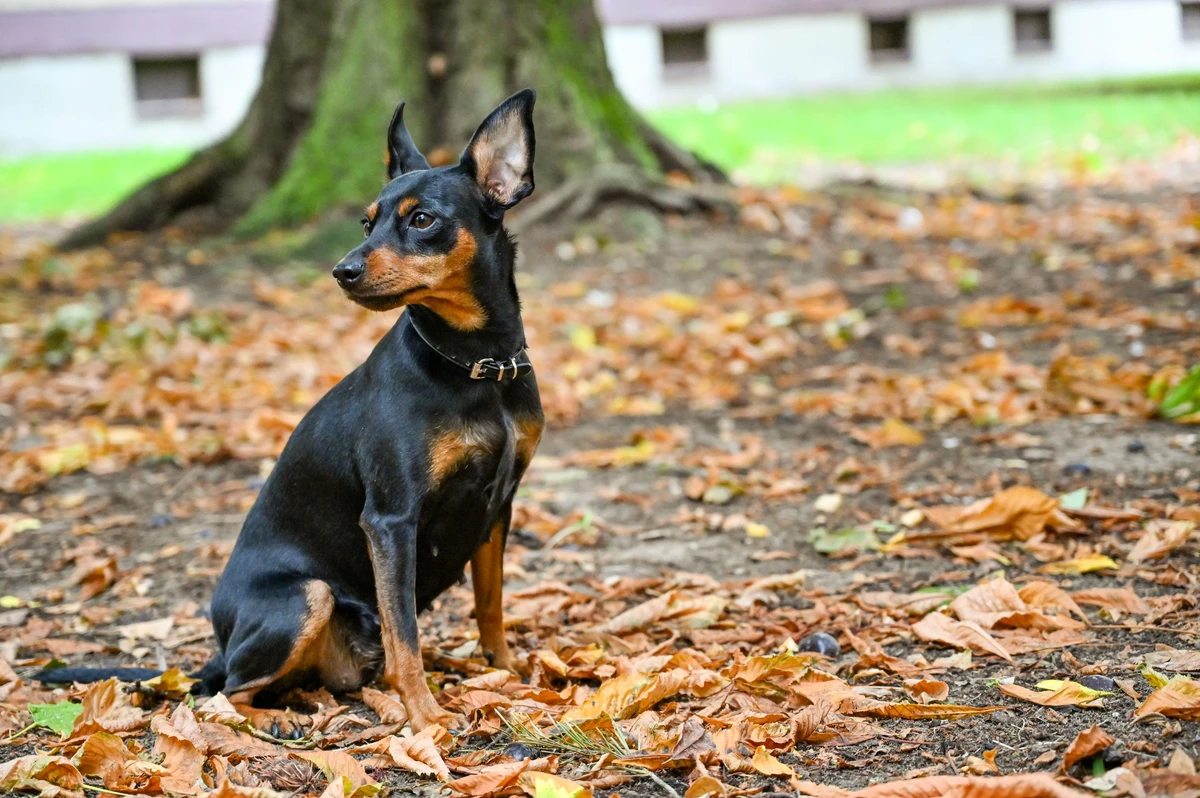 Zwergpinscher