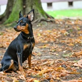 Zwergpinscher