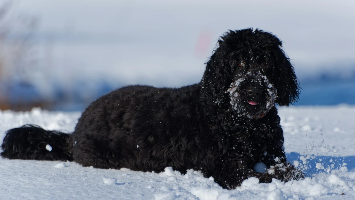 Portugiesischer Wasserhund