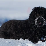 Portugiesischer Wasserhund