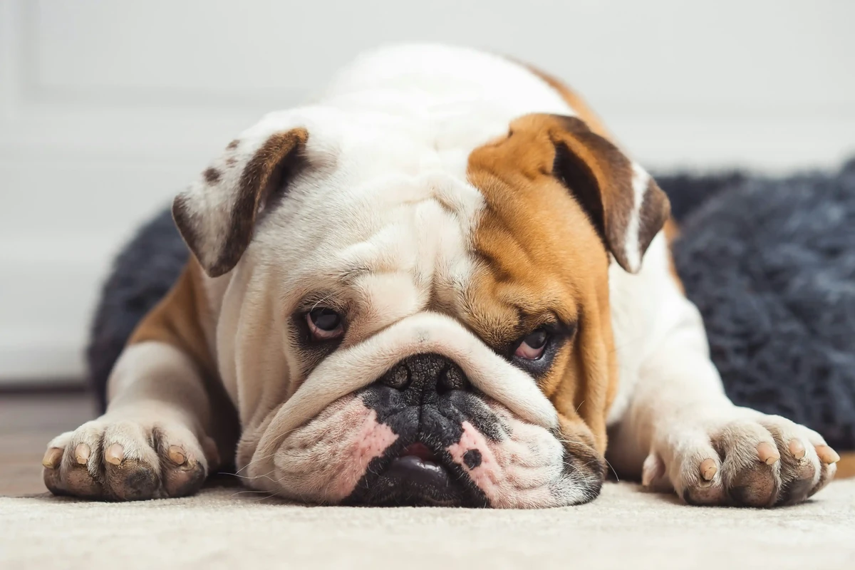 Bulldog