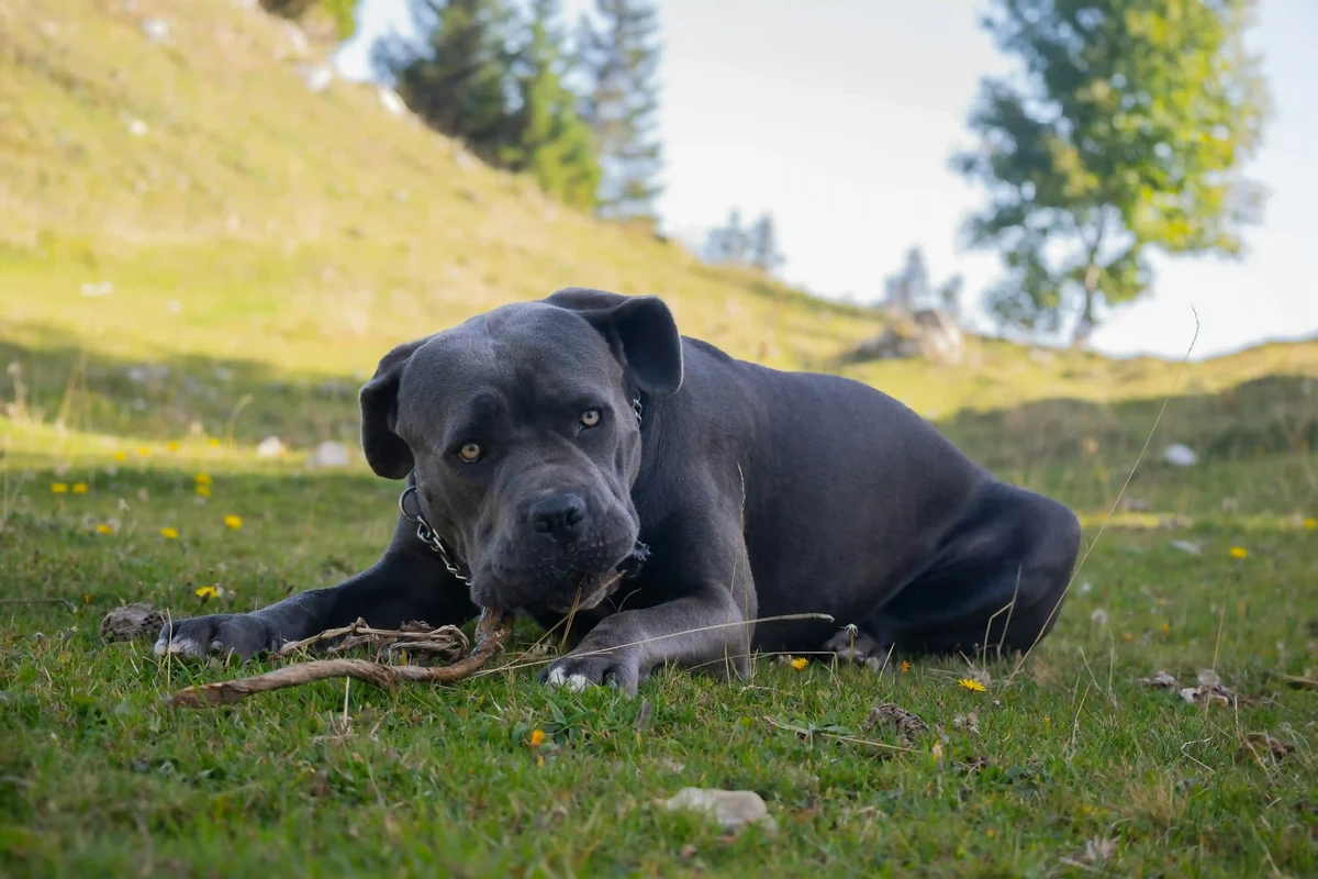 Italian Cane Corso