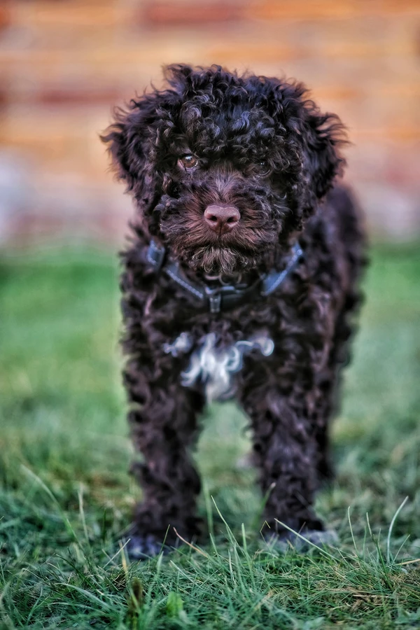 Romagna Water Dog
