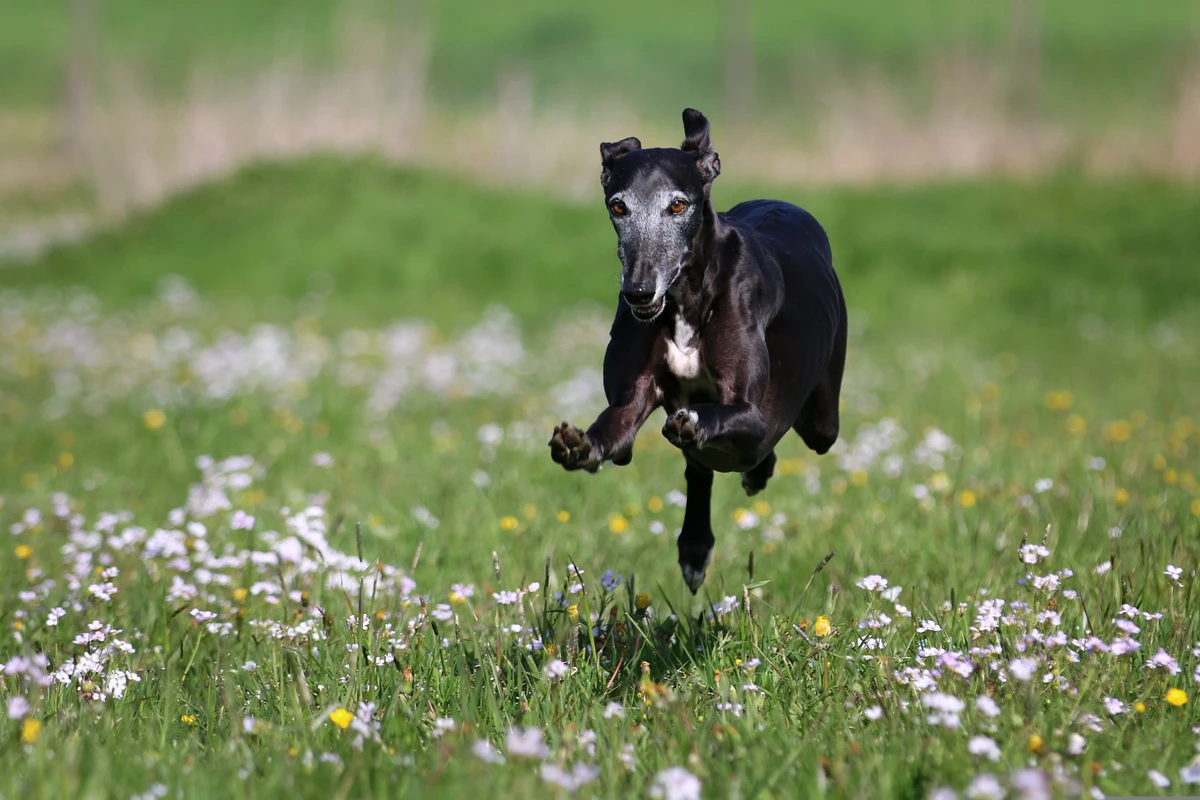 Spanish Greyhound