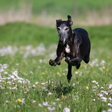 Spanish Greyhound