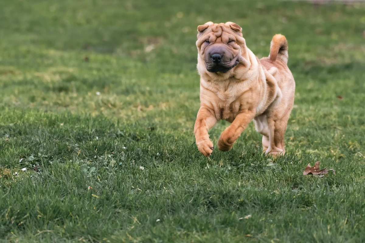 Shar Pei