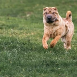 Shar pei