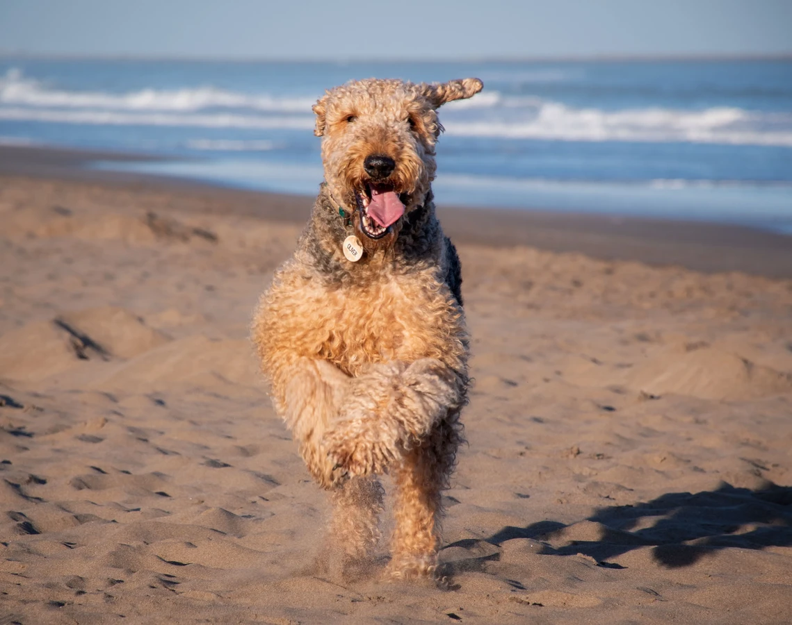 Terrier de Airedale