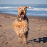 Terrier de Airedale