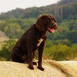 German Spaniel