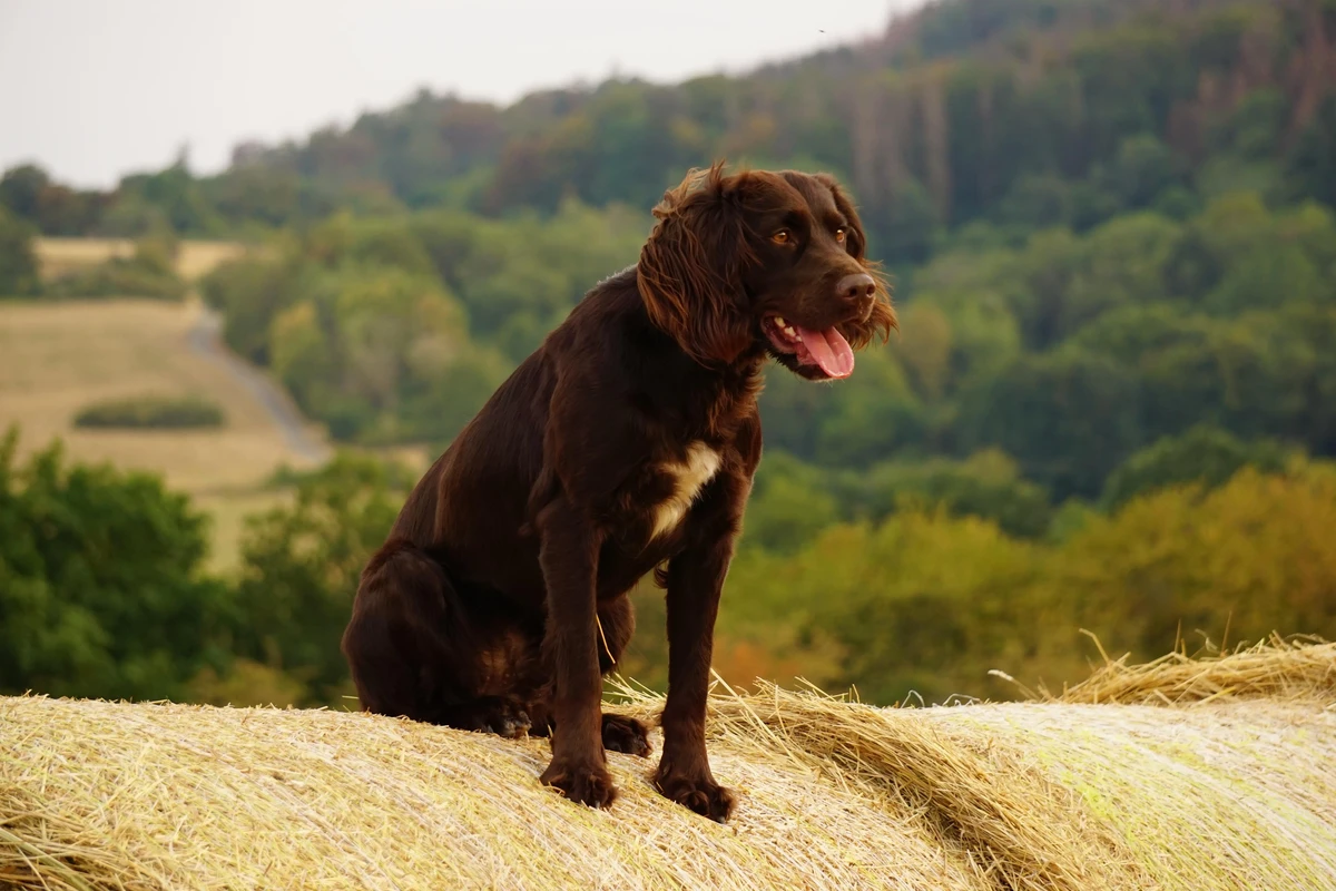 German Spaniel