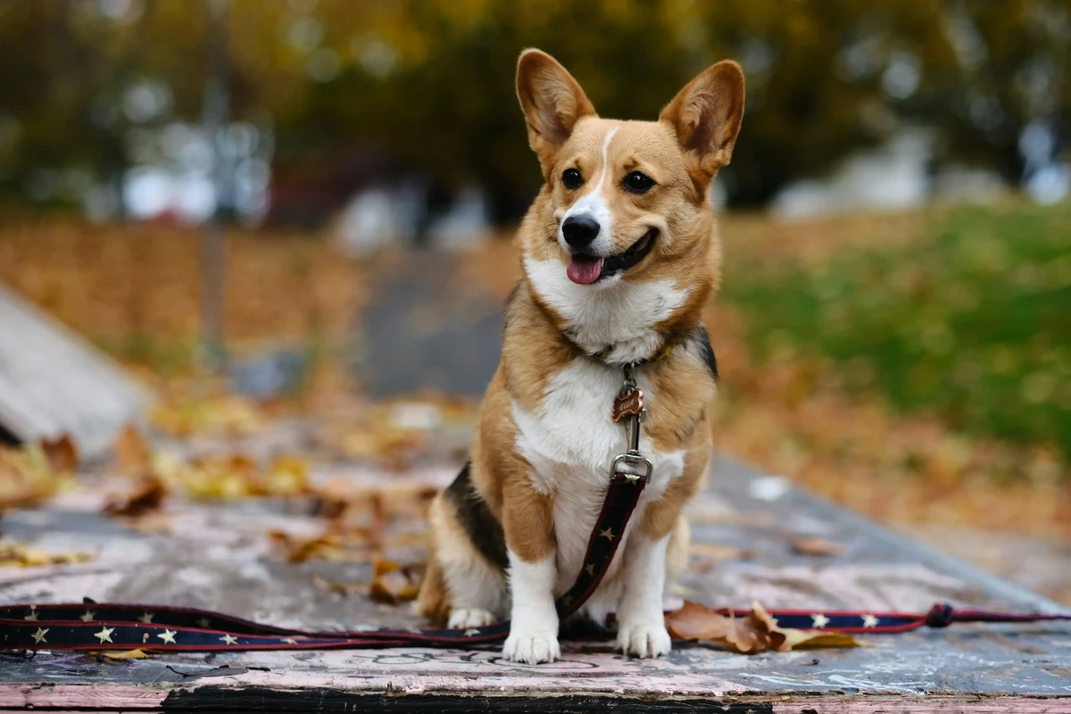 Pembroke Welsh Corgi
