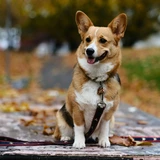 Corgi pembroke