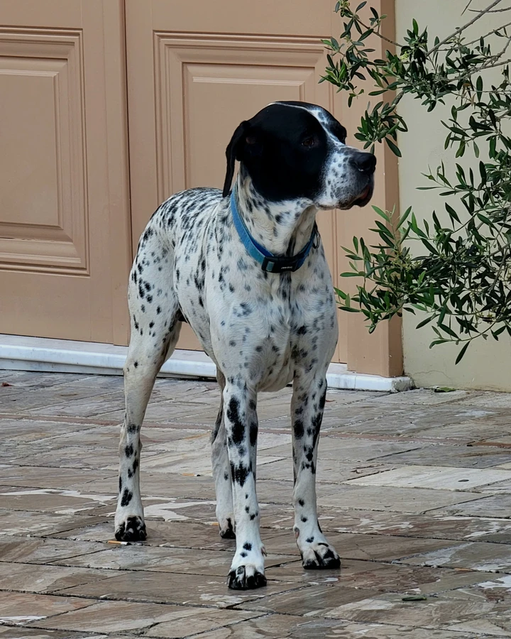 Englischer Pointer