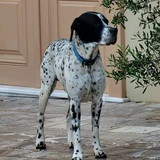 Englischer Pointer