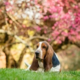 Basset hound