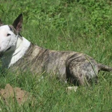 Bull terrier
