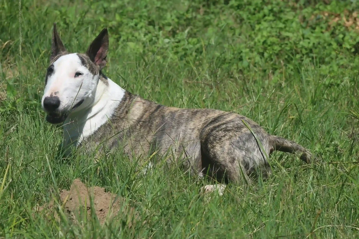 Bull Terrier