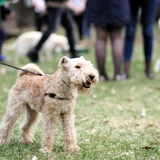 Terrier de Fox duro