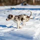 Perro leopardo de Catahoula