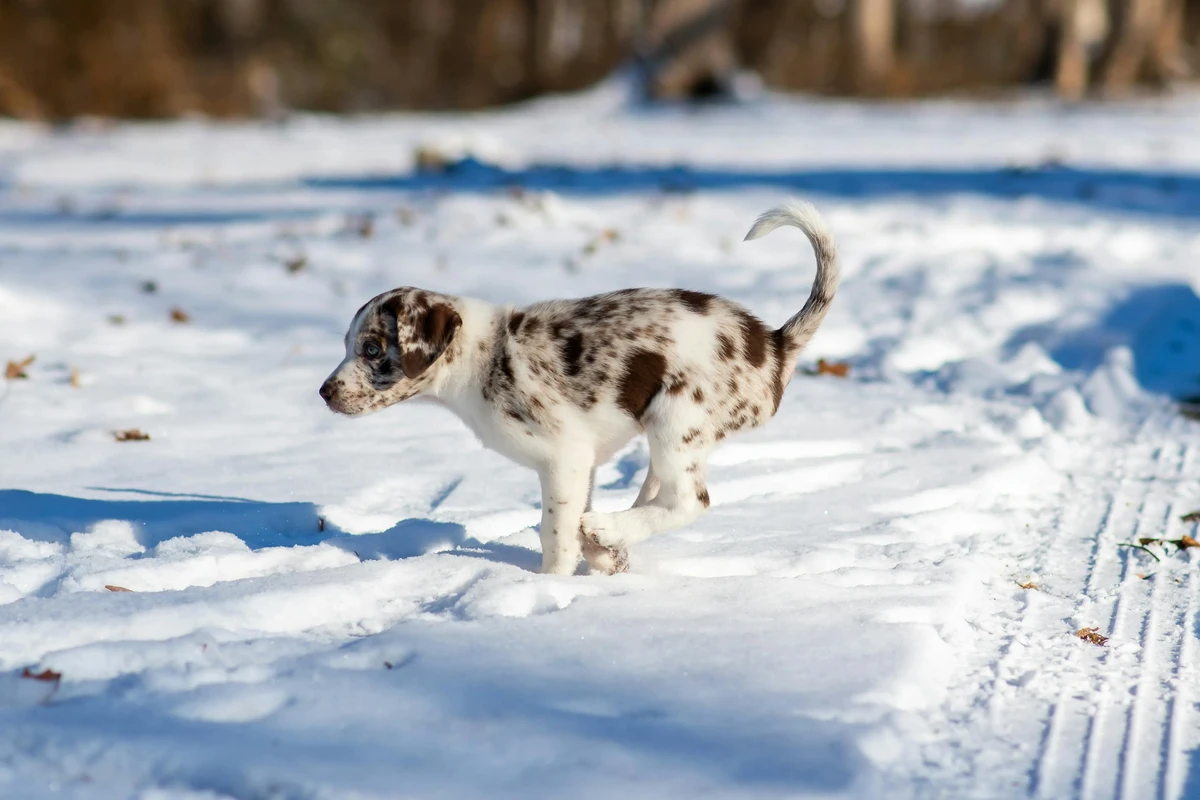 Catahoula Leopard Dog
