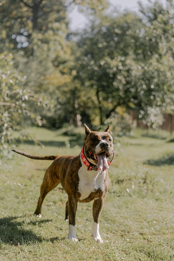American Staffordshire Terrier