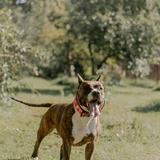 Staffordshire terrier americano