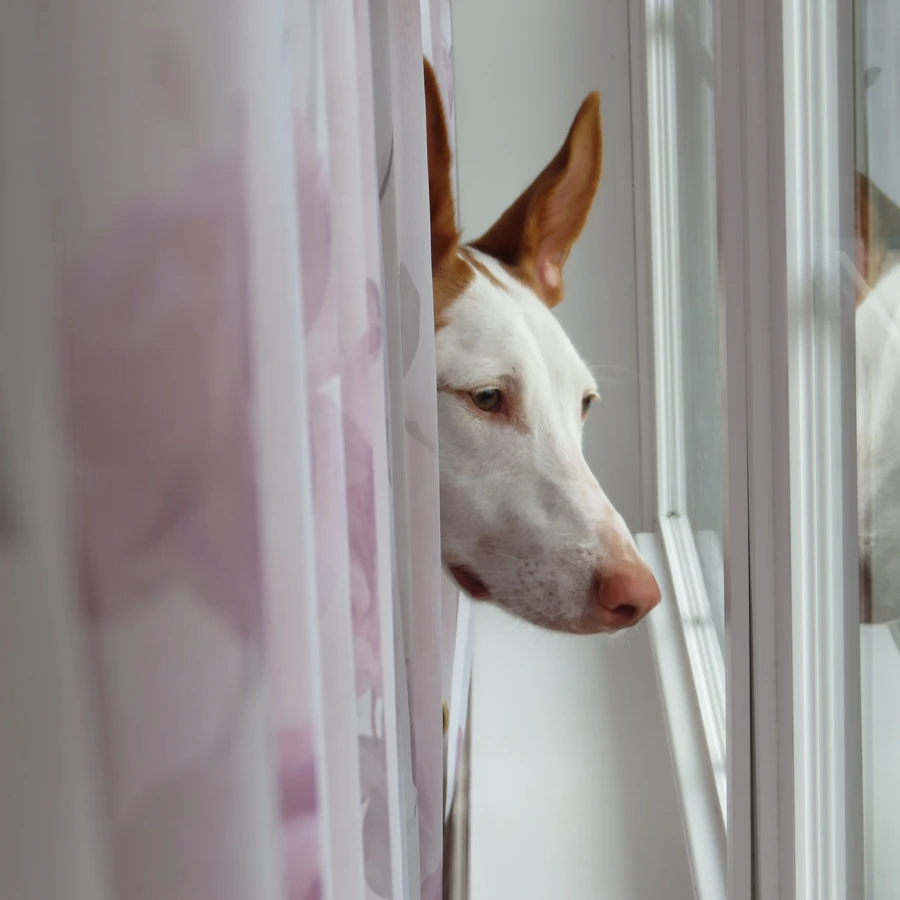 Ibizan Podenco