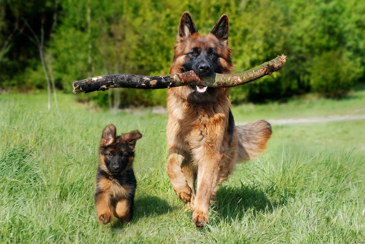 German Shepherd Dog